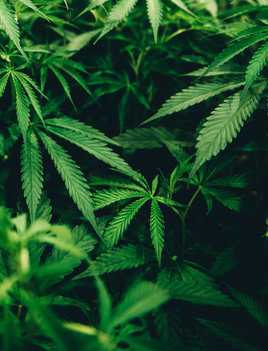 Photo credit to Matthew Brodeur
 via Unsplash under Unsplash License  Marijuana is a drug commonly used for a recreational high, but there are many unseen dangers to it.